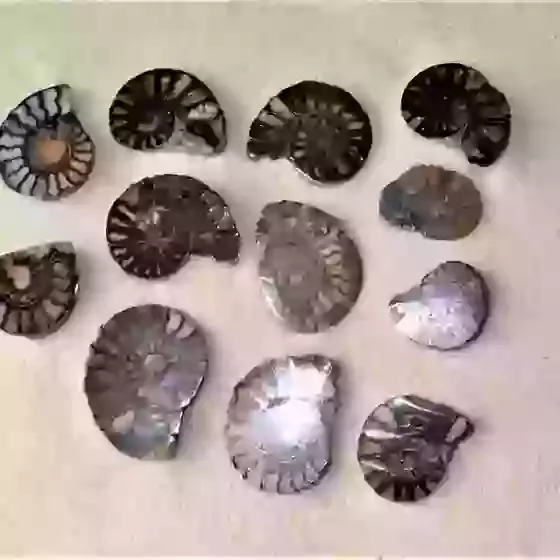 Ammonite Half In Hematite Mixed Sizes Approx 2cm to 2cm+